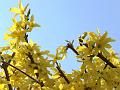 Chinese Golden-Bell Tree